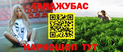 сатива Гай